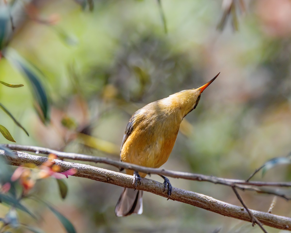Eastern Spinebill - ML645584800
