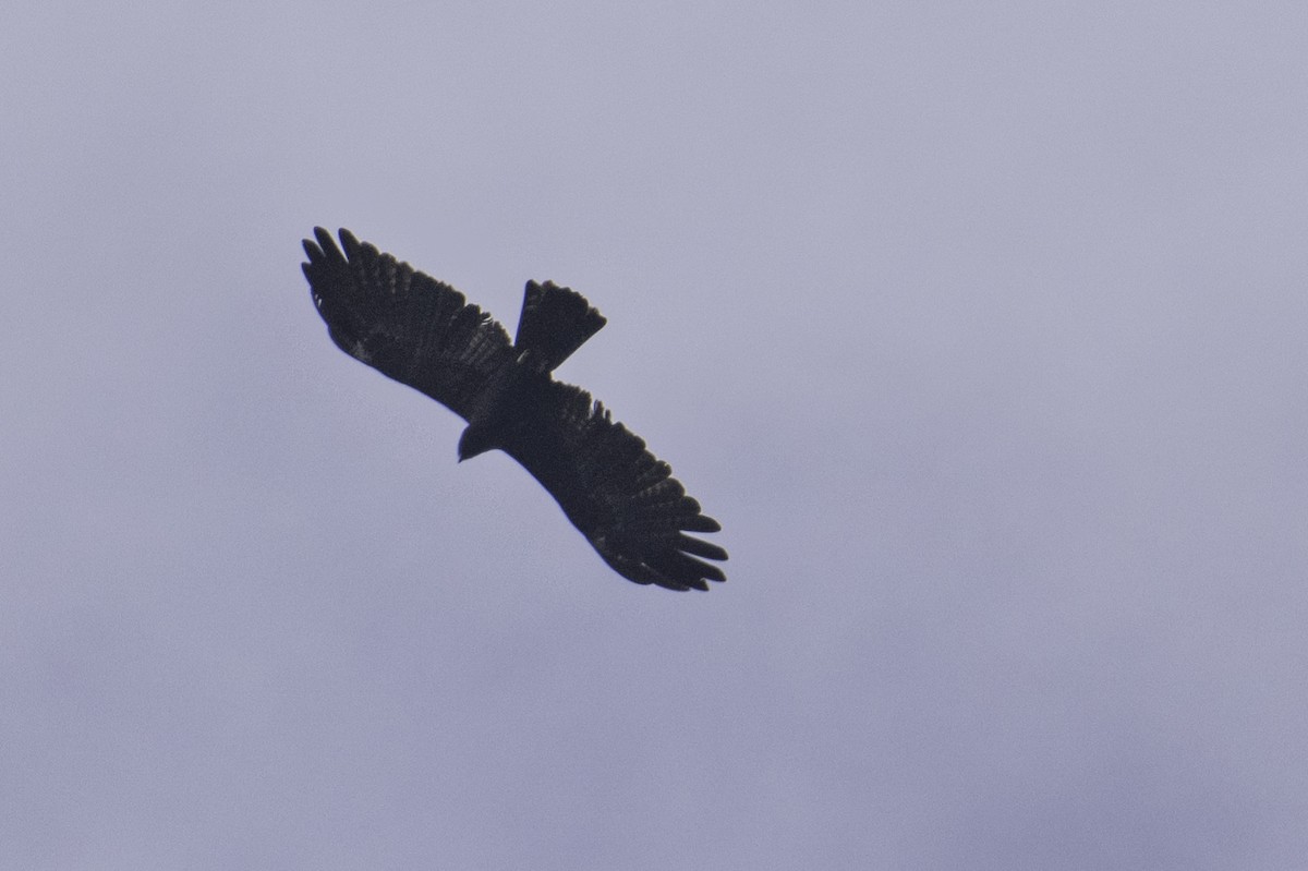 Black Eagle - ML645584801