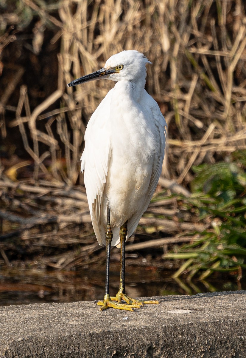 Little Egret - ML645584802