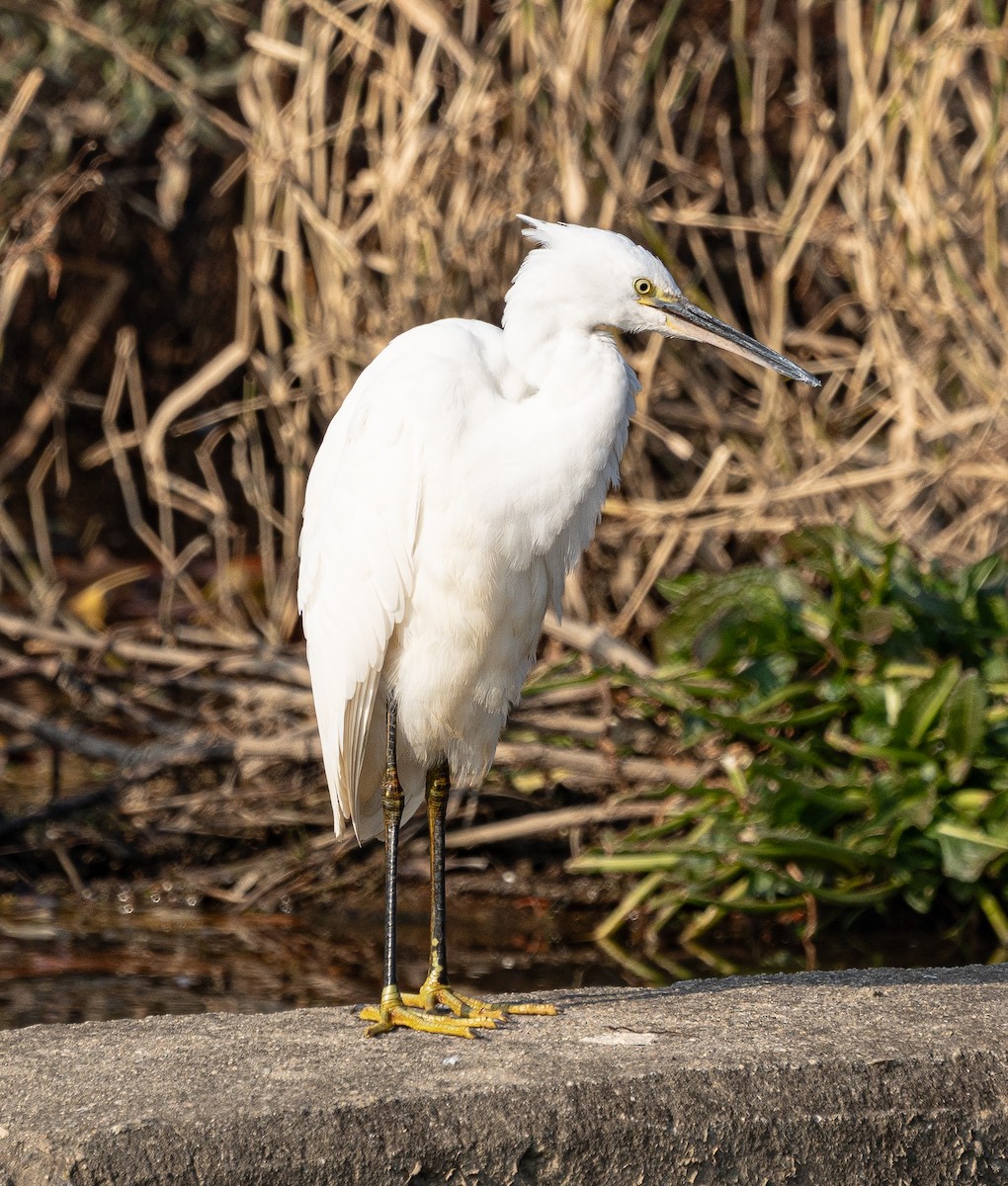 Little Egret - ML645584803
