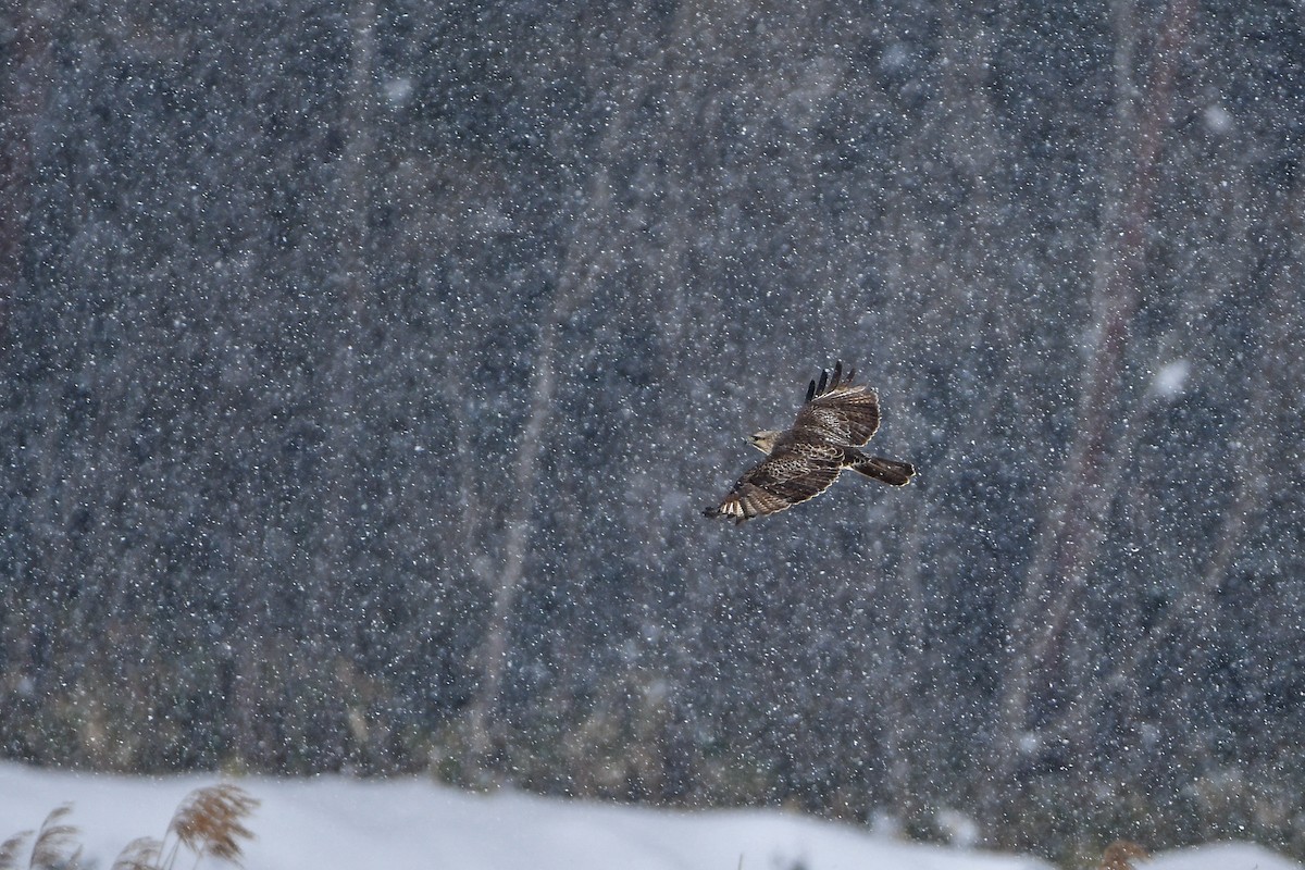 Eastern Buzzard - ML645584804