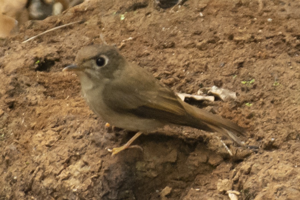 Brown-breasted Flycatcher - ML645584805