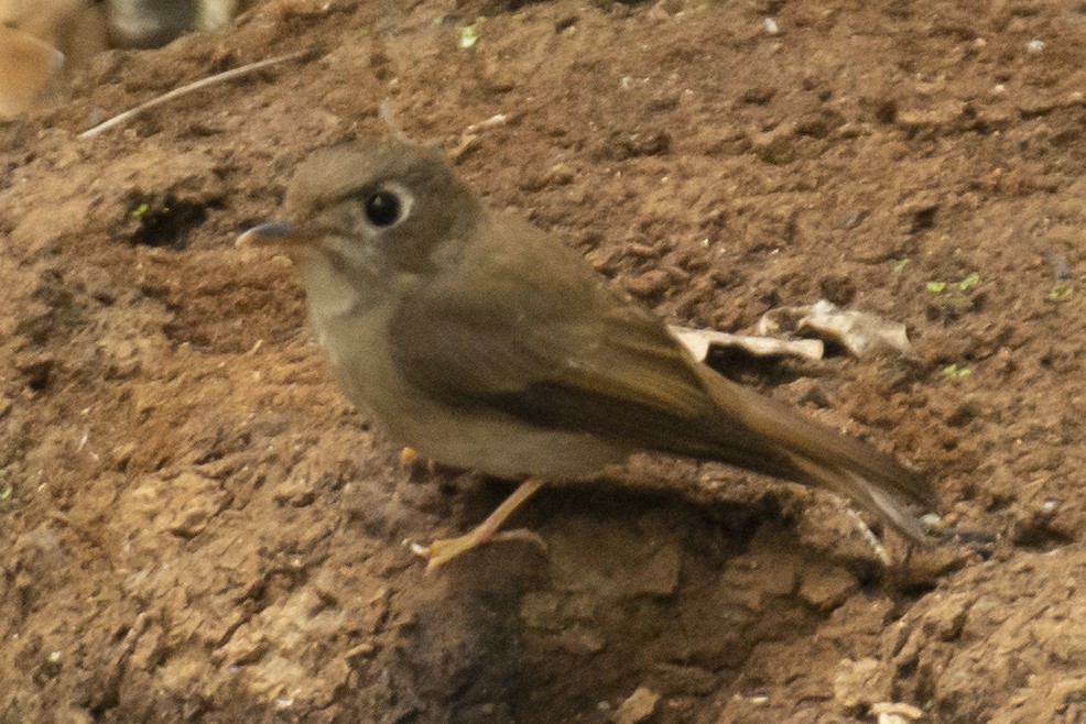 Brown-breasted Flycatcher - ML645584806