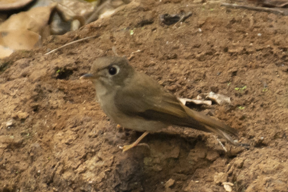 Brown-breasted Flycatcher - ML645584807