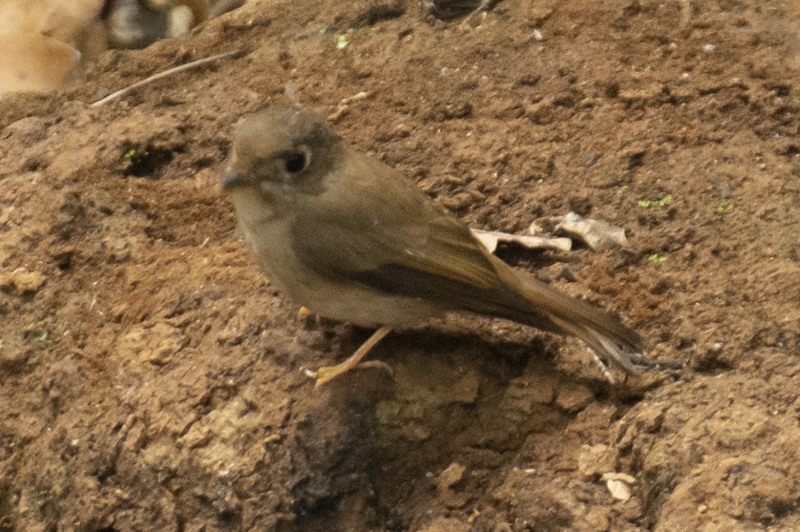 Brown-breasted Flycatcher - ML645584808