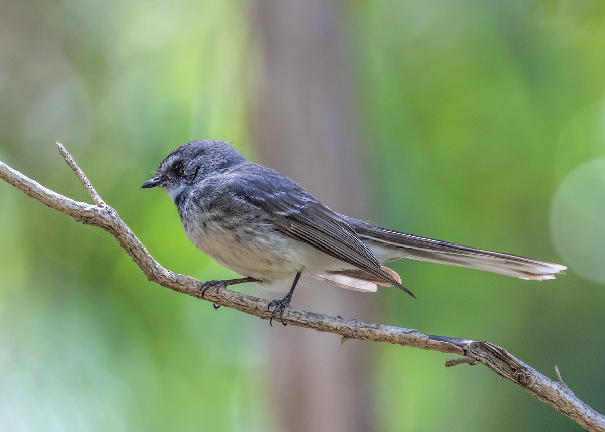 Gray Fantail - ML645584811