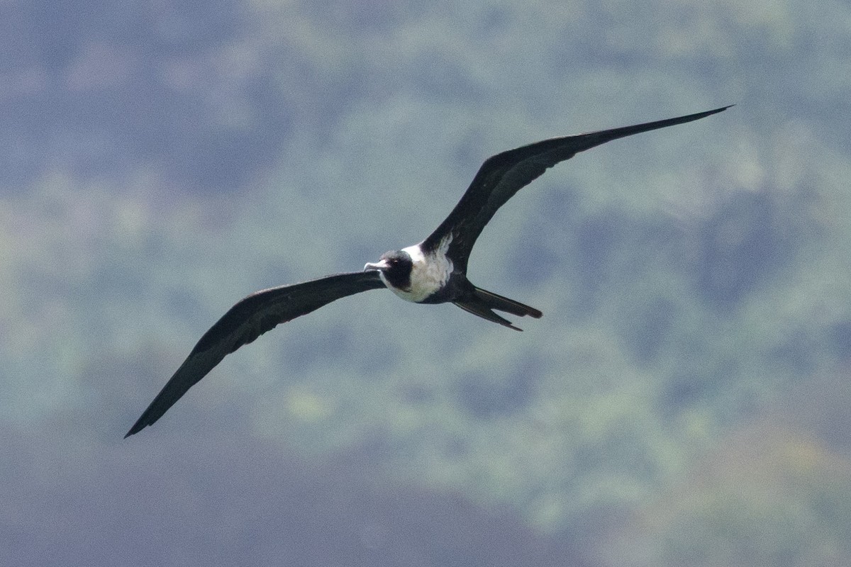 Lesser Frigatebird - ML645584812