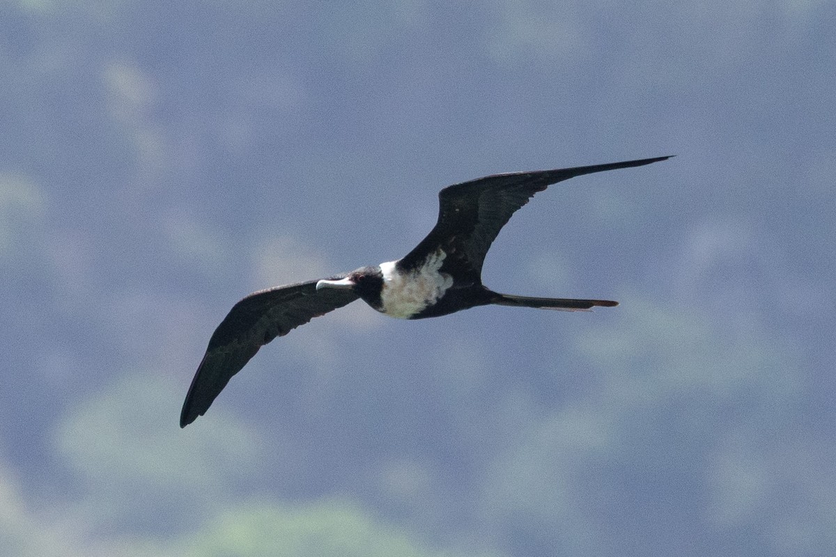 Lesser Frigatebird - ML645584813