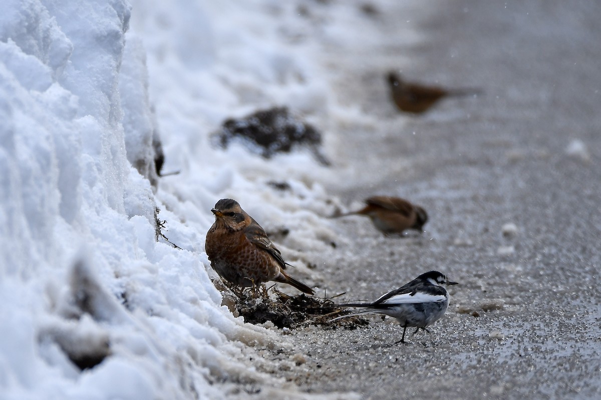 Naumann's Thrush - ML645584814