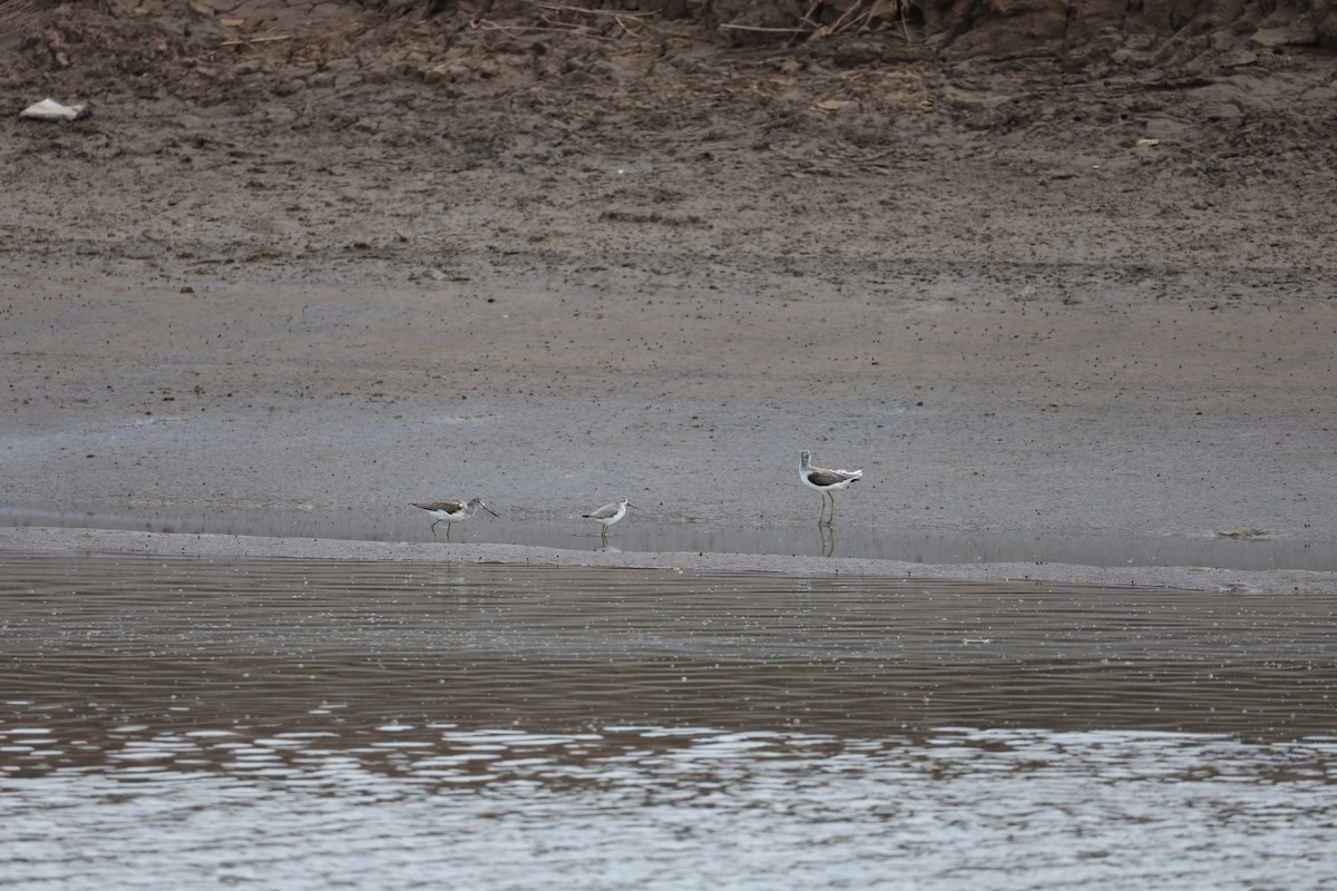 Marsh Sandpiper - ML645584815