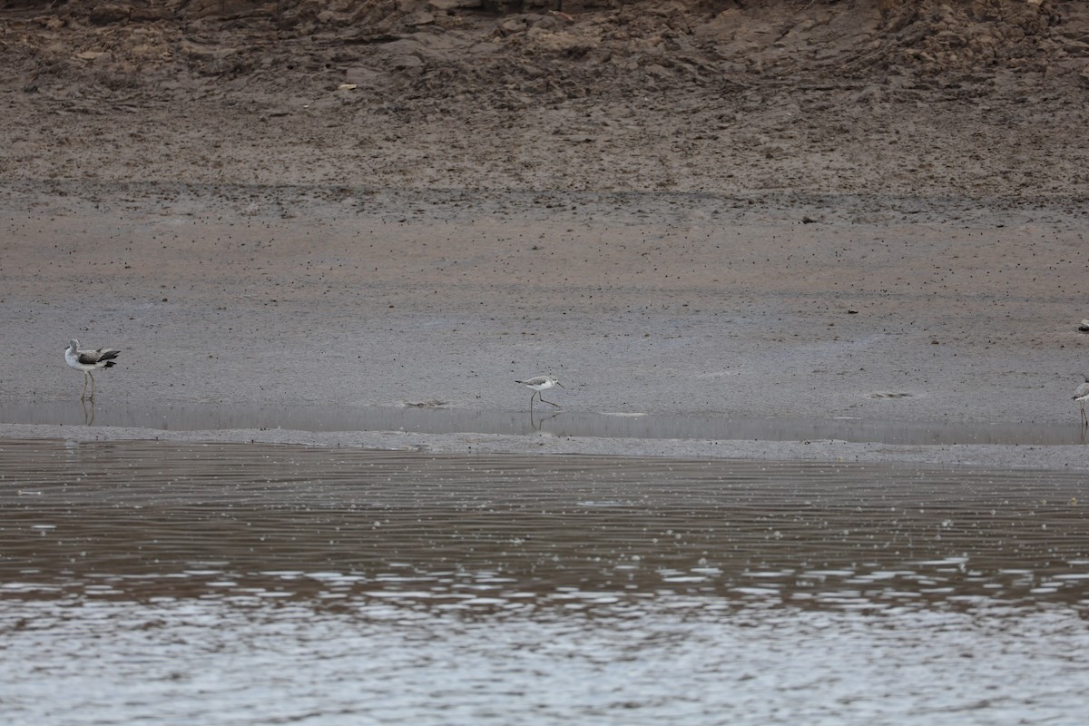 Marsh Sandpiper - ML645584817