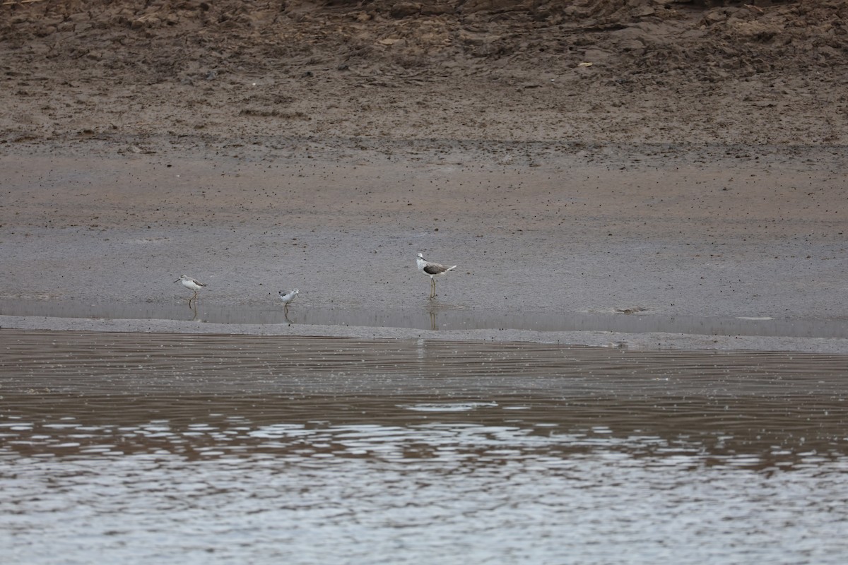 Marsh Sandpiper - ML645584818
