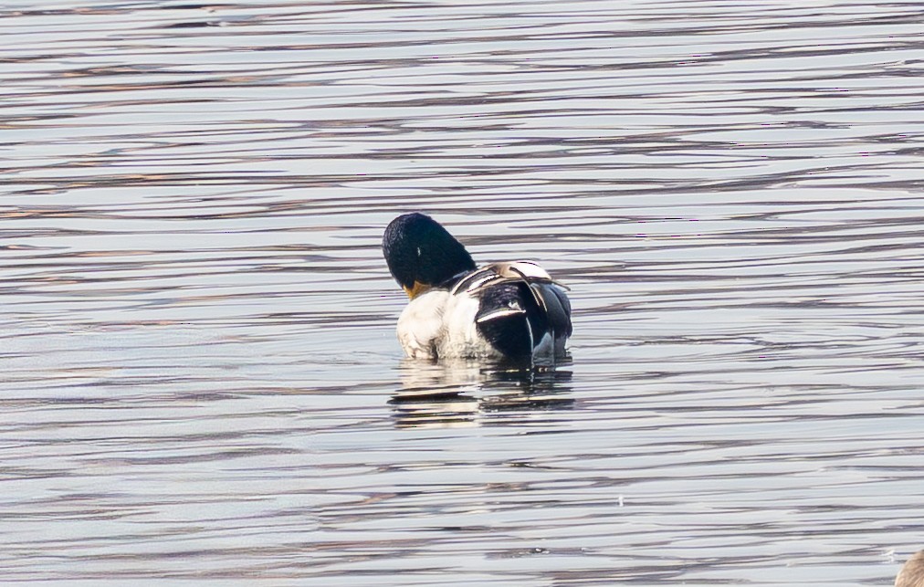 Mallard - ML645584819