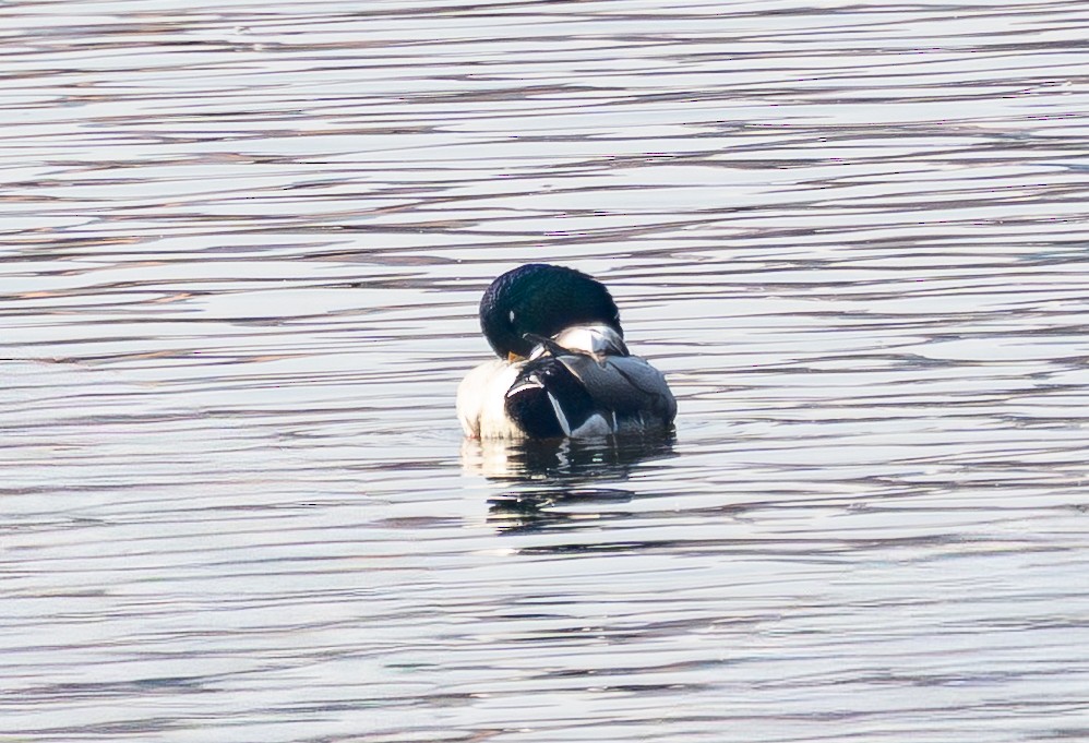 Mallard - ML645584820