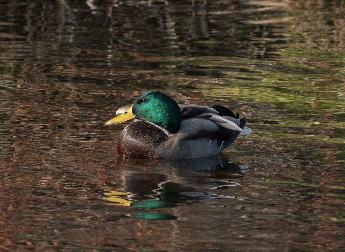 Mallard - ML645584821