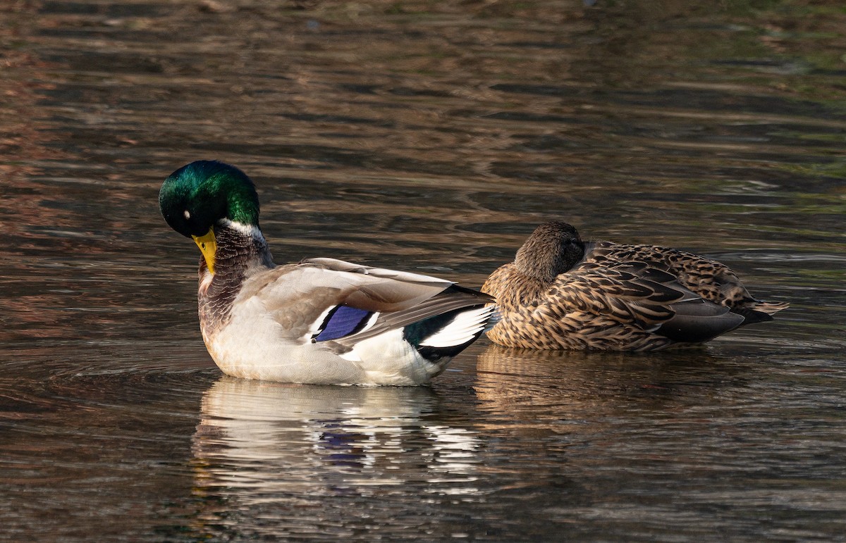 Mallard - ML645584822