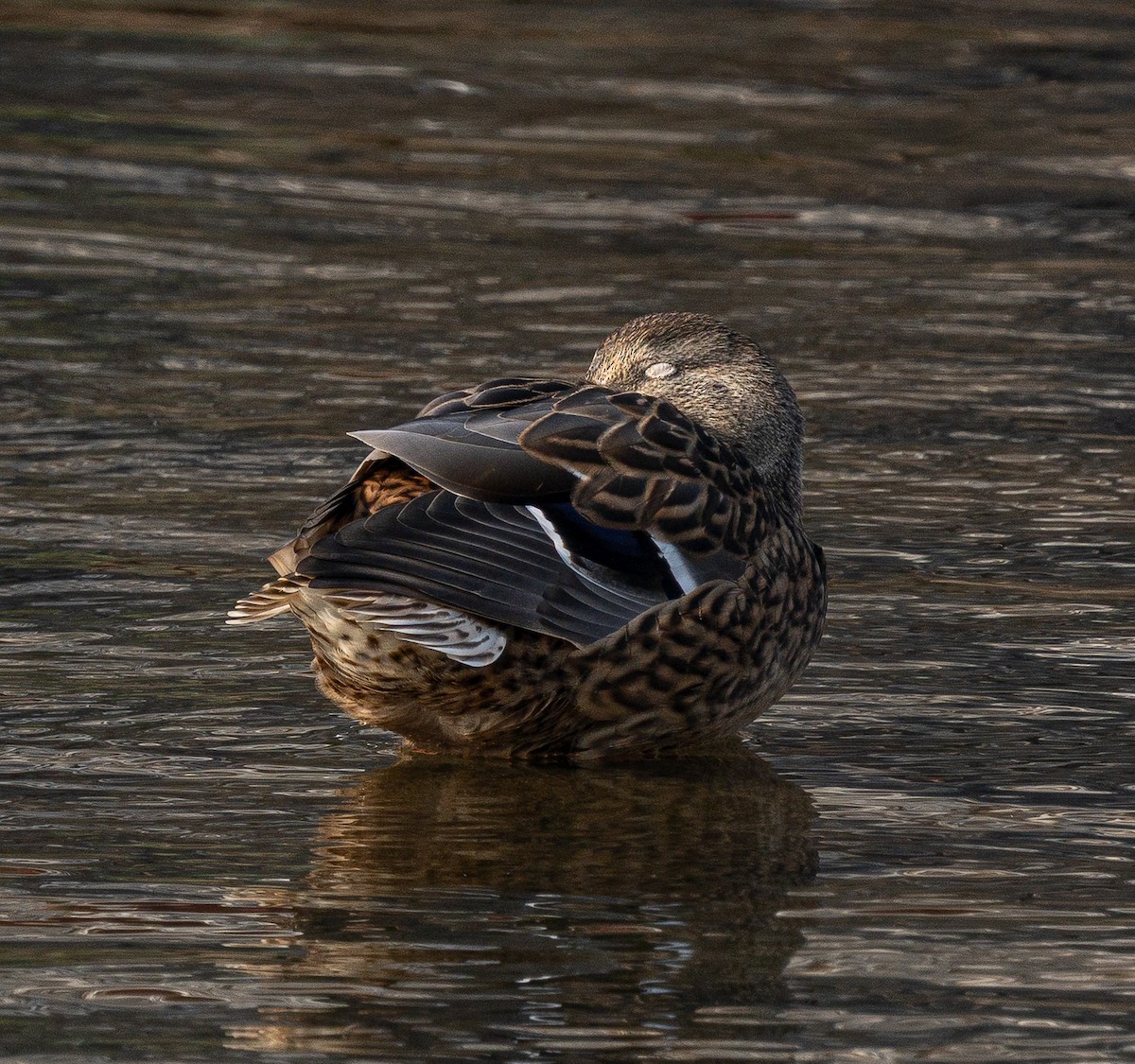 Eastern Spot-billed Duck - ML645584823