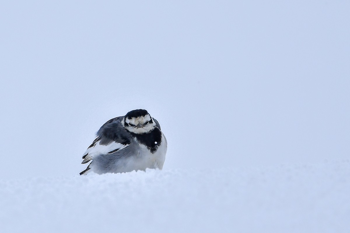 White Wagtail - ML645584828