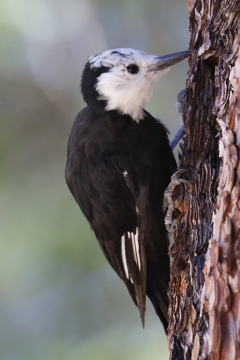 White-headed Woodpecker - ML645584829