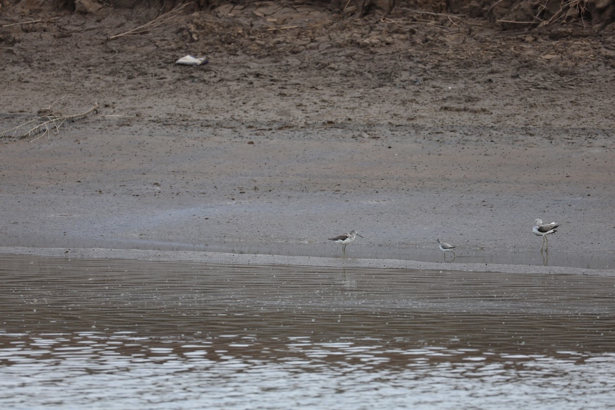 Nordmann's Greenshank - ML645584830