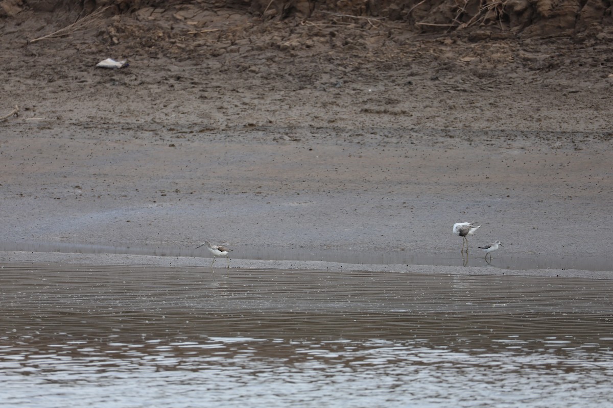 Nordmann's Greenshank - ML645584832