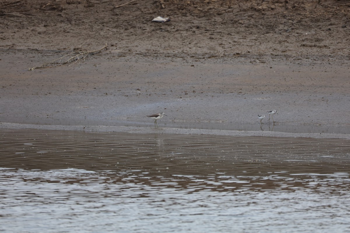 Nordmann's Greenshank - ML645584833
