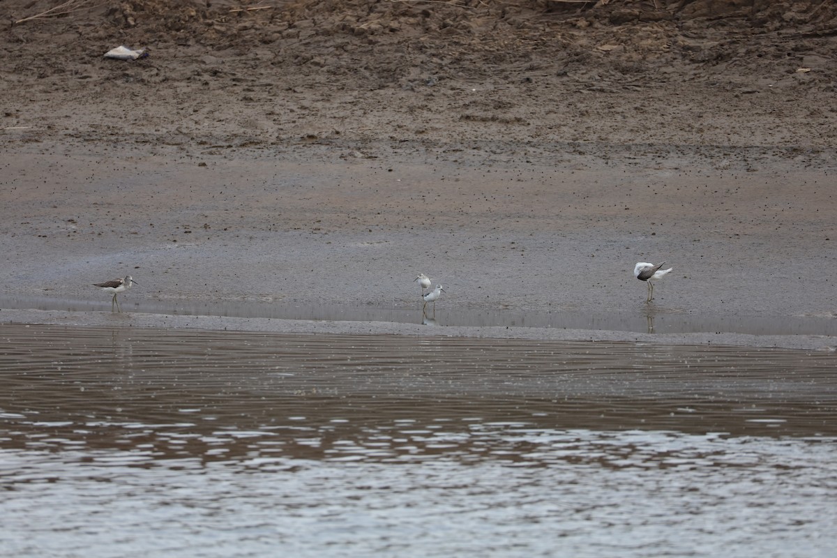 Nordmann's Greenshank - ML645584834