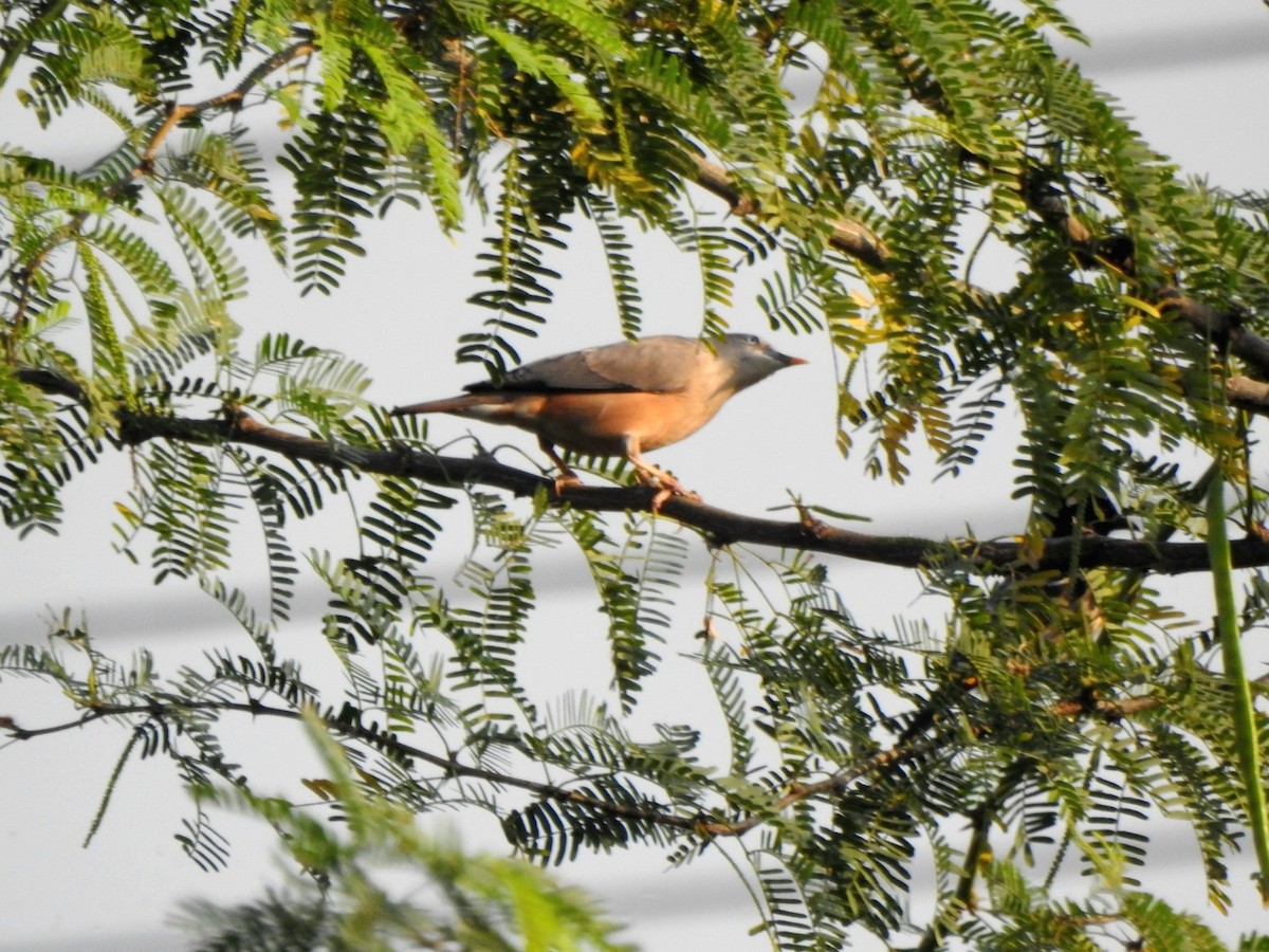 Chestnut-tailed Starling - ML645584835