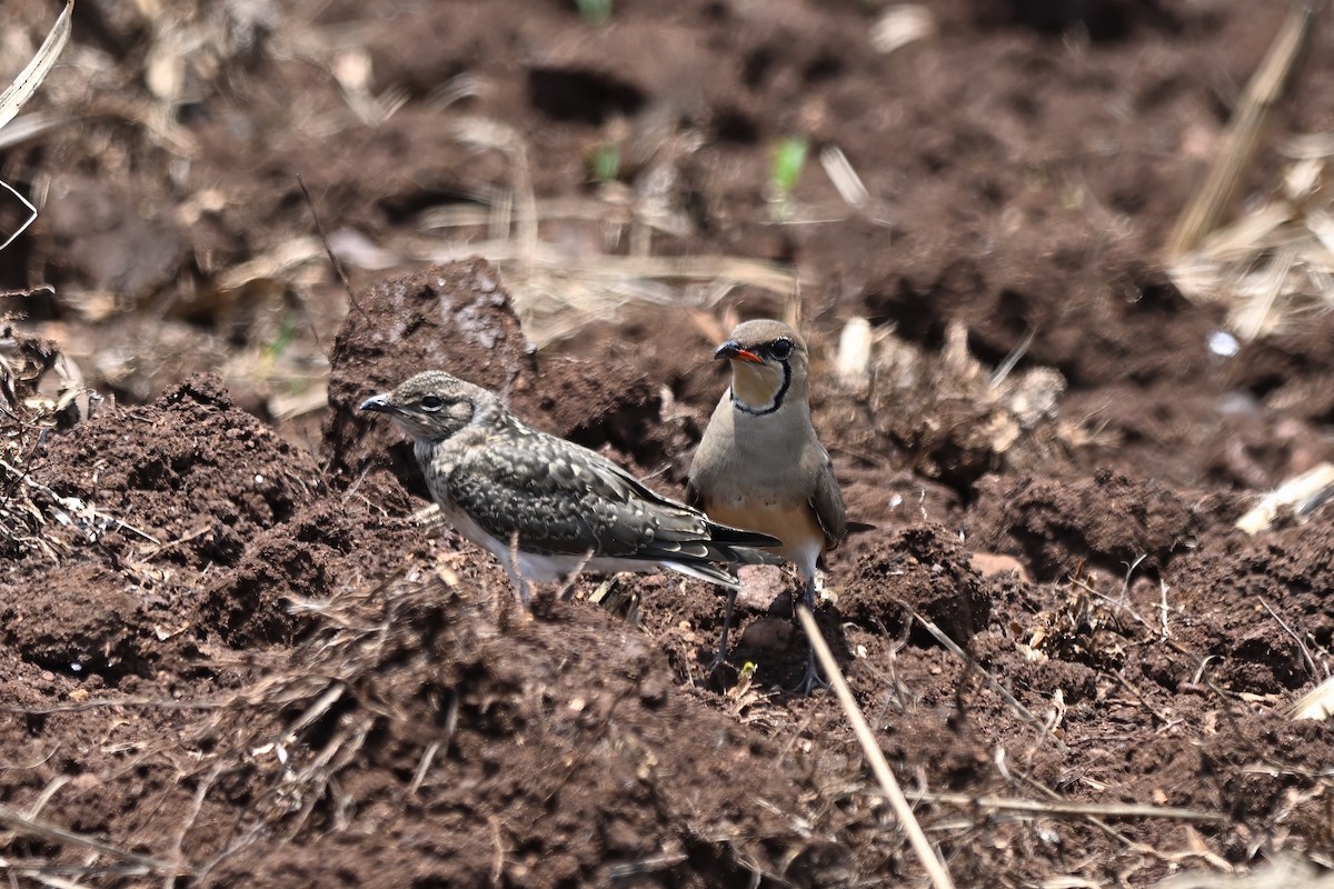 Collared Pratincole - ML645584836