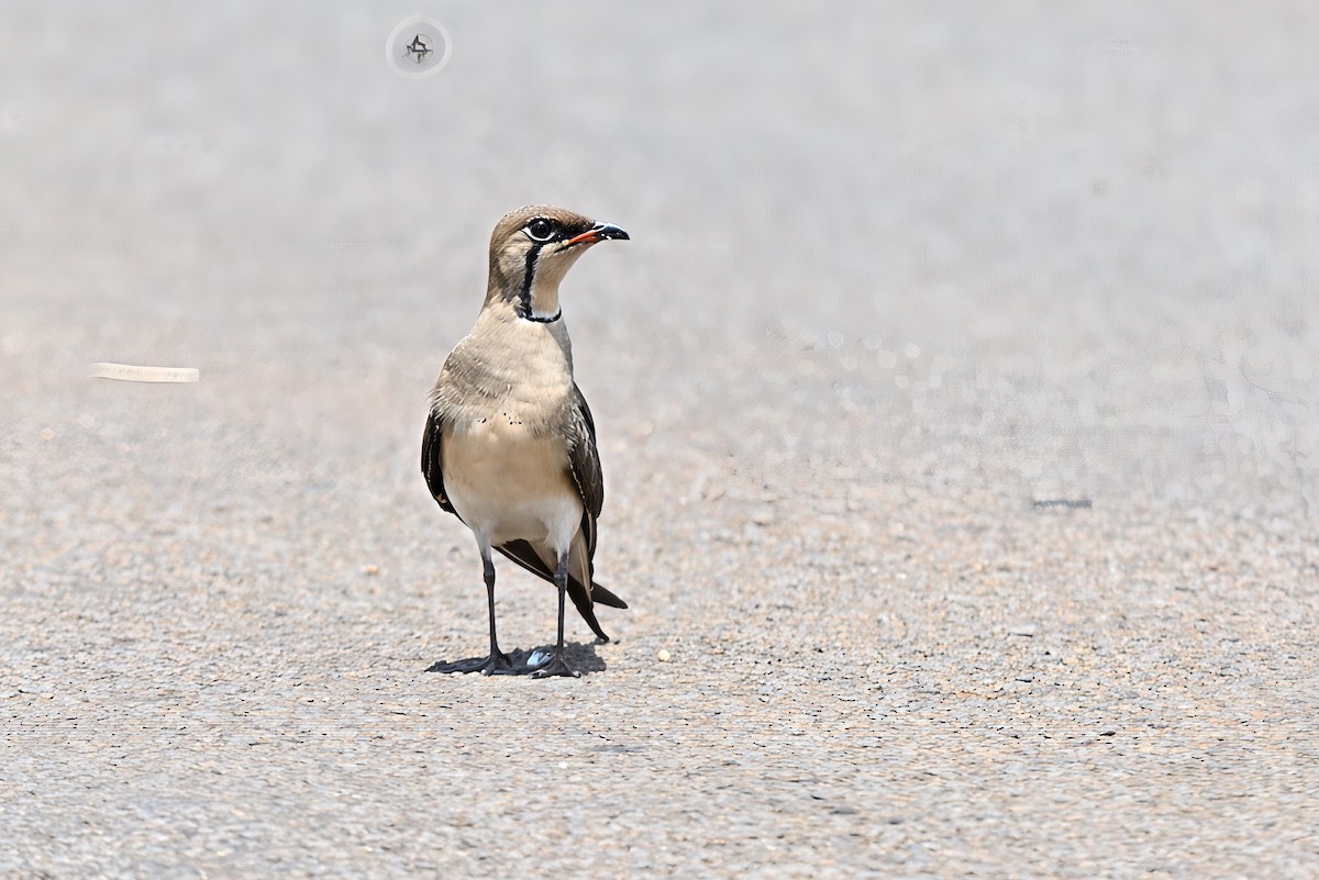 Collared Pratincole - ML645584837
