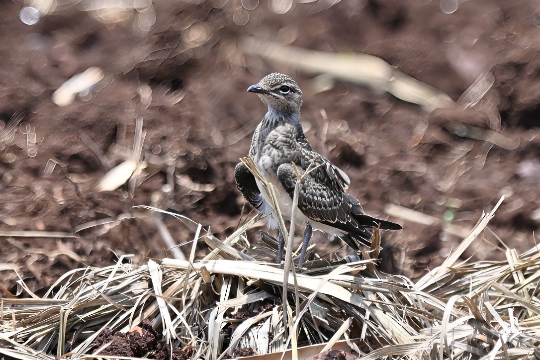 Collared Pratincole - ML645584838