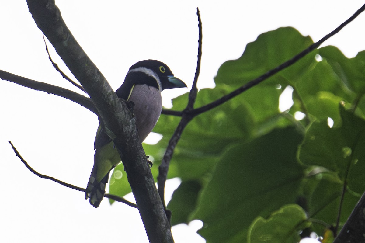 Black-and-yellow Broadbill - ML645584840