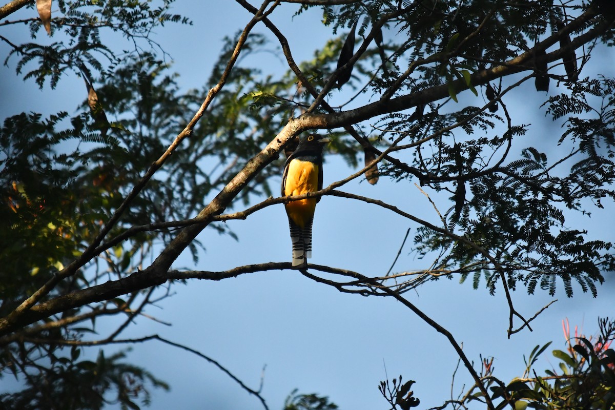 Gartered Violaceous Trogon - ML645584841