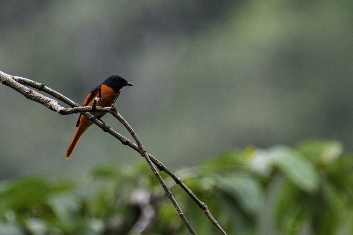 Scarlet Minivet - ML645584849