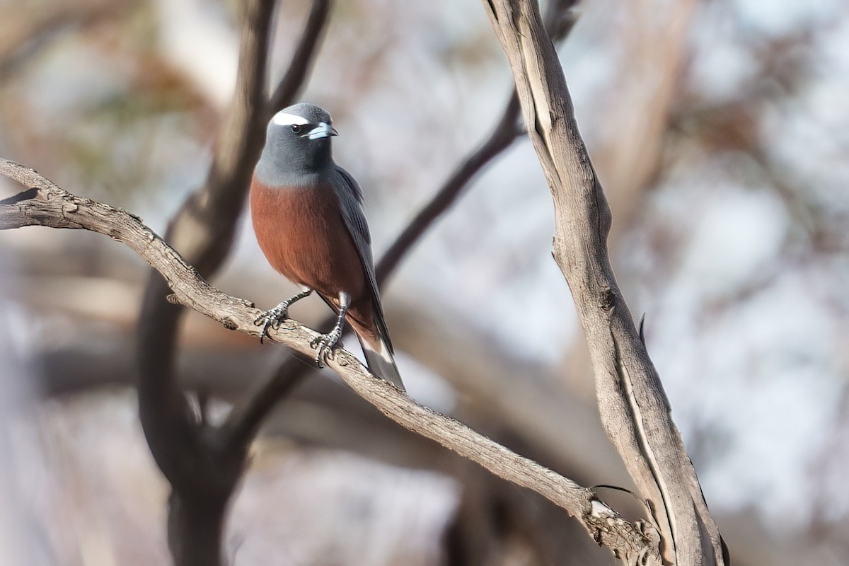 White-browed Woodswallow - ML645584850
