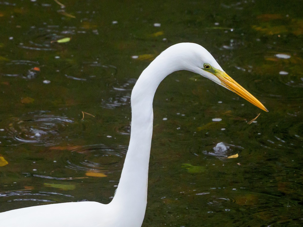 Great Egret - ML645584851