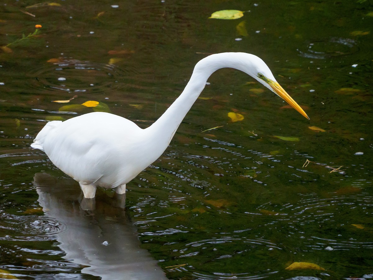 Great Egret - ML645584852