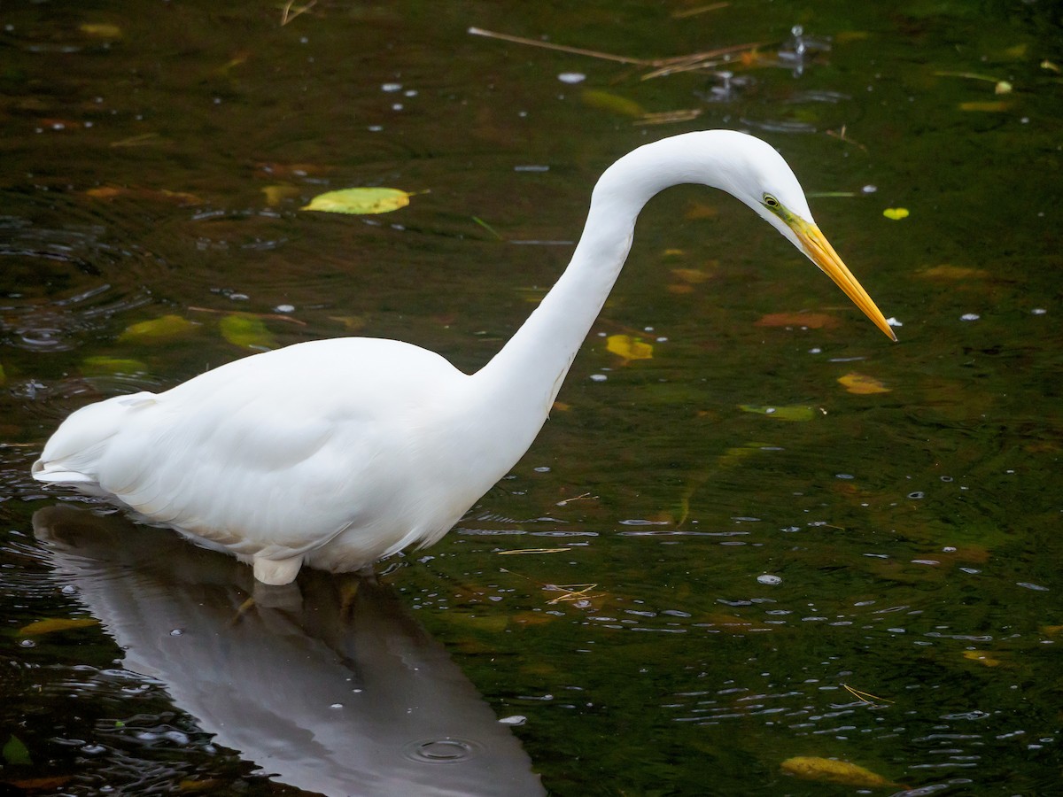Great Egret - ML645584853