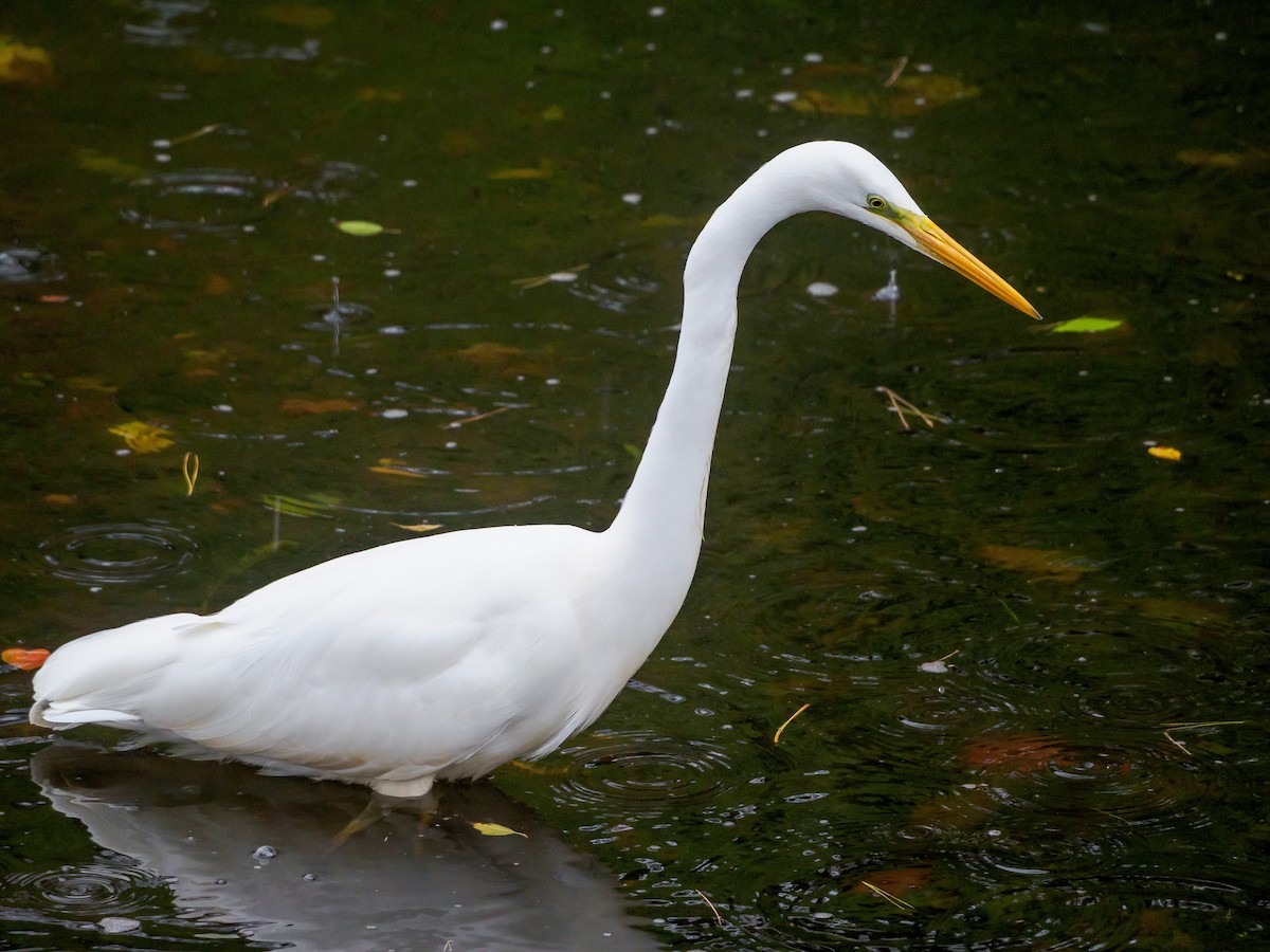 Great Egret - ML645584854
