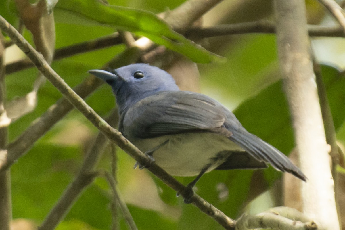 Black-naped Monarch - ML645584855