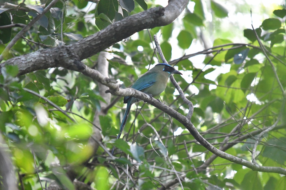Lesson's Motmot - ML645584856