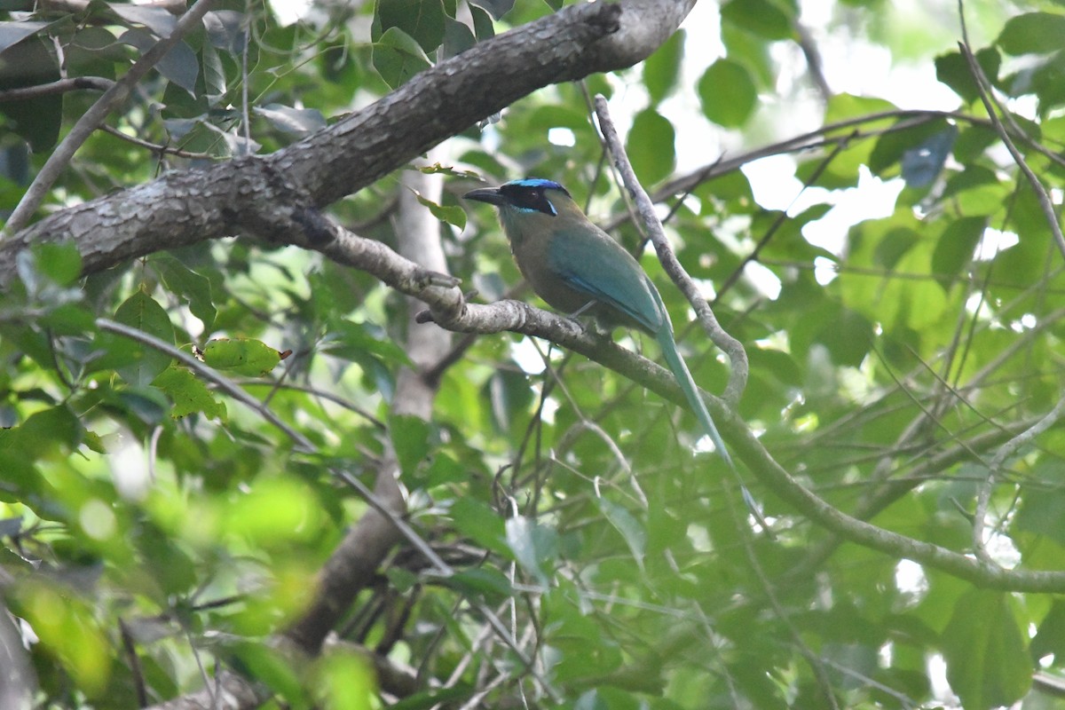 Lesson's Motmot - ML645584857