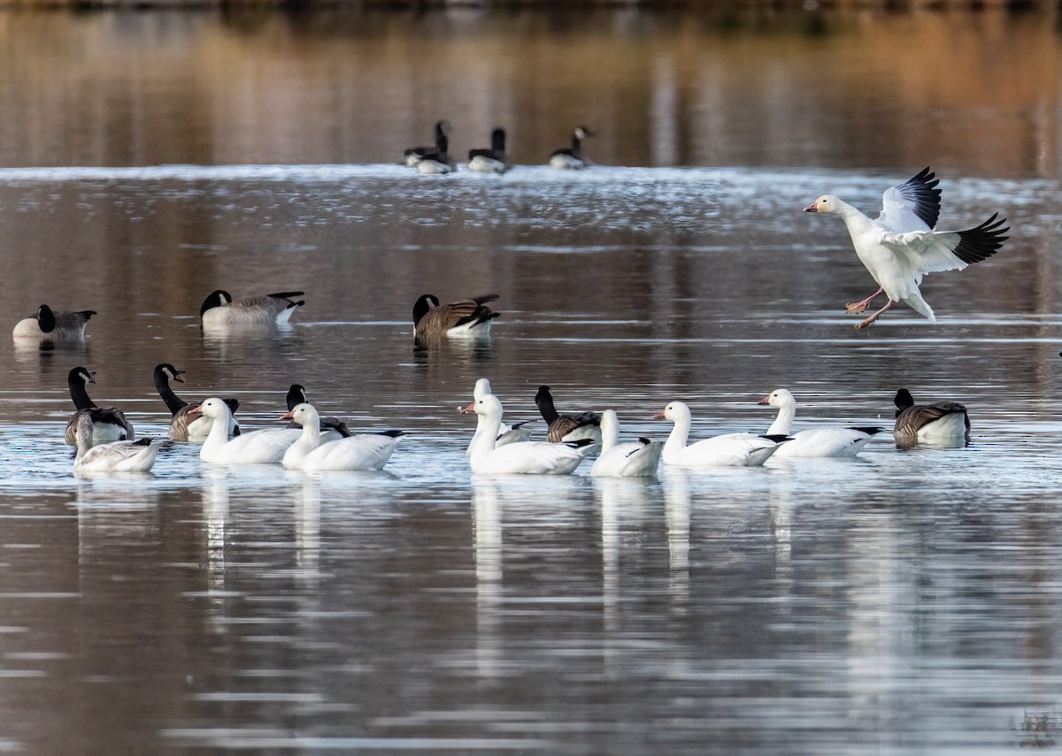 Snow Goose - ML645584858
