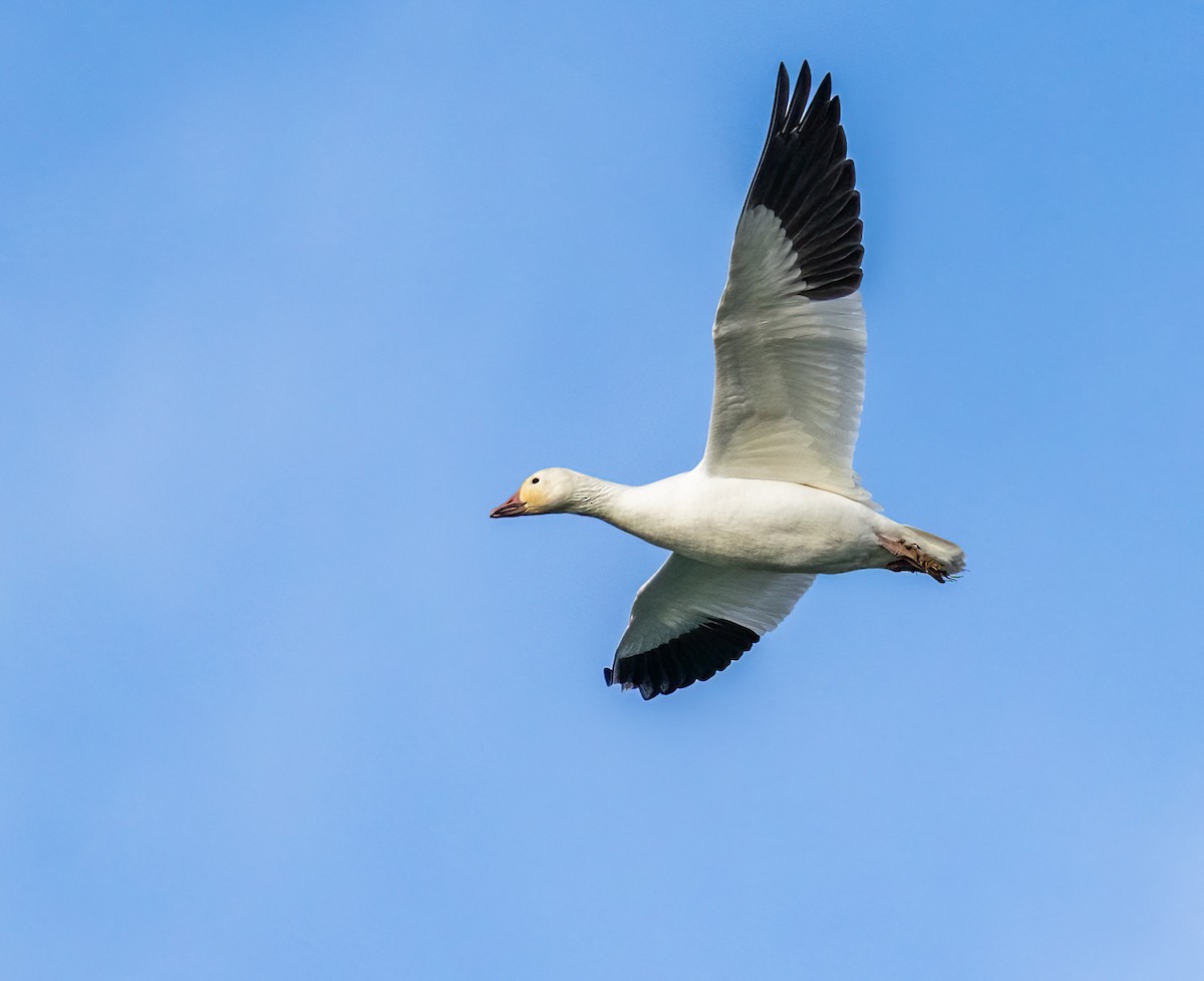 Snow Goose - ML645584859