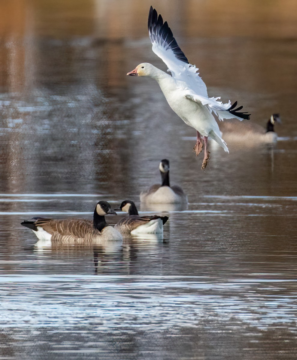 Snow Goose - ML645584860
