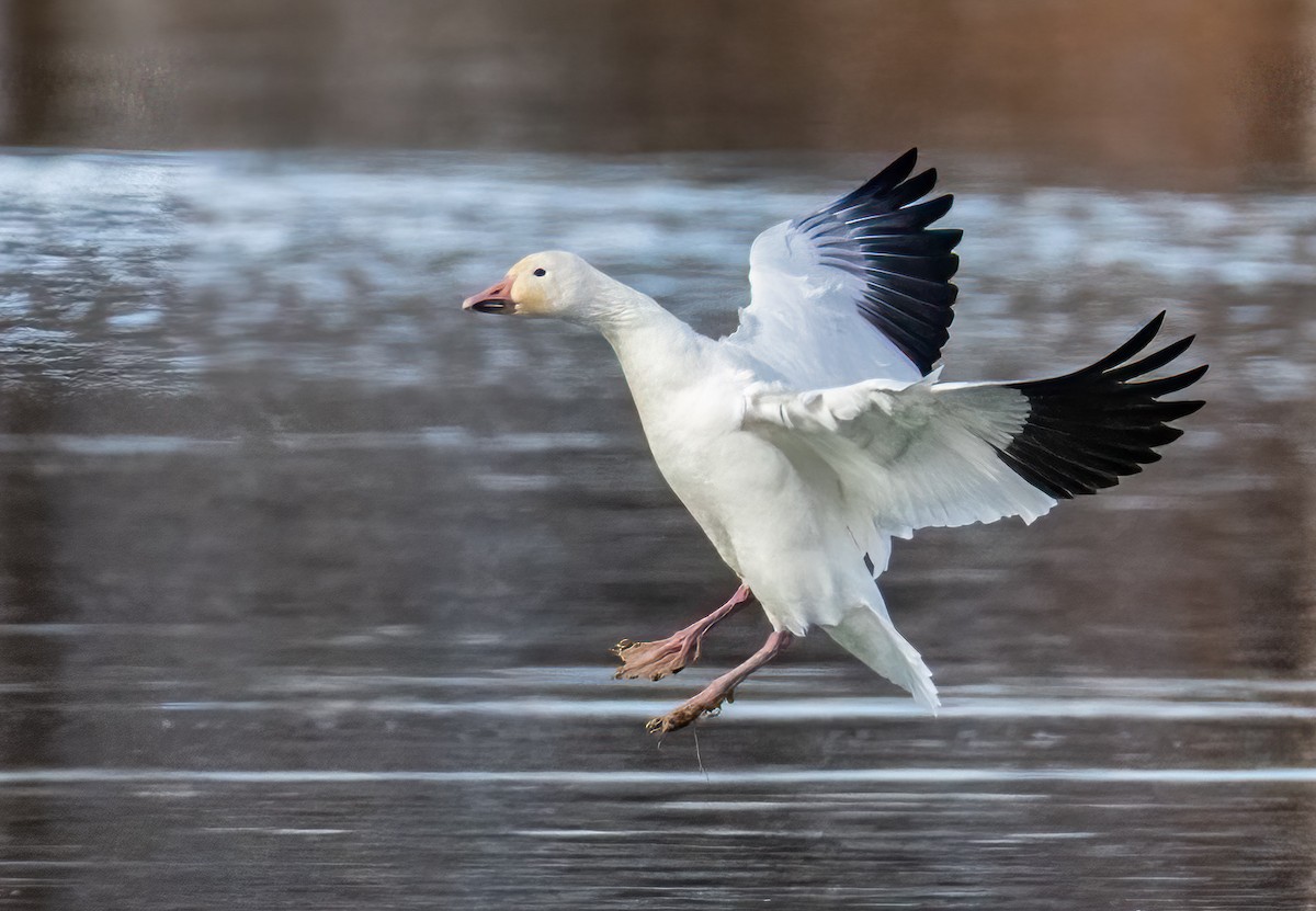 Snow Goose - ML645584861