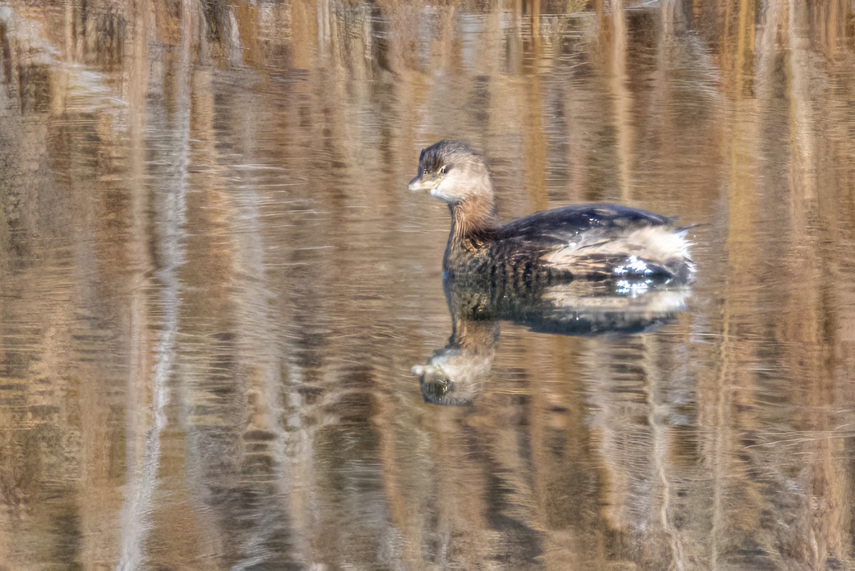 Pied-billed Grebe - ML645584863
