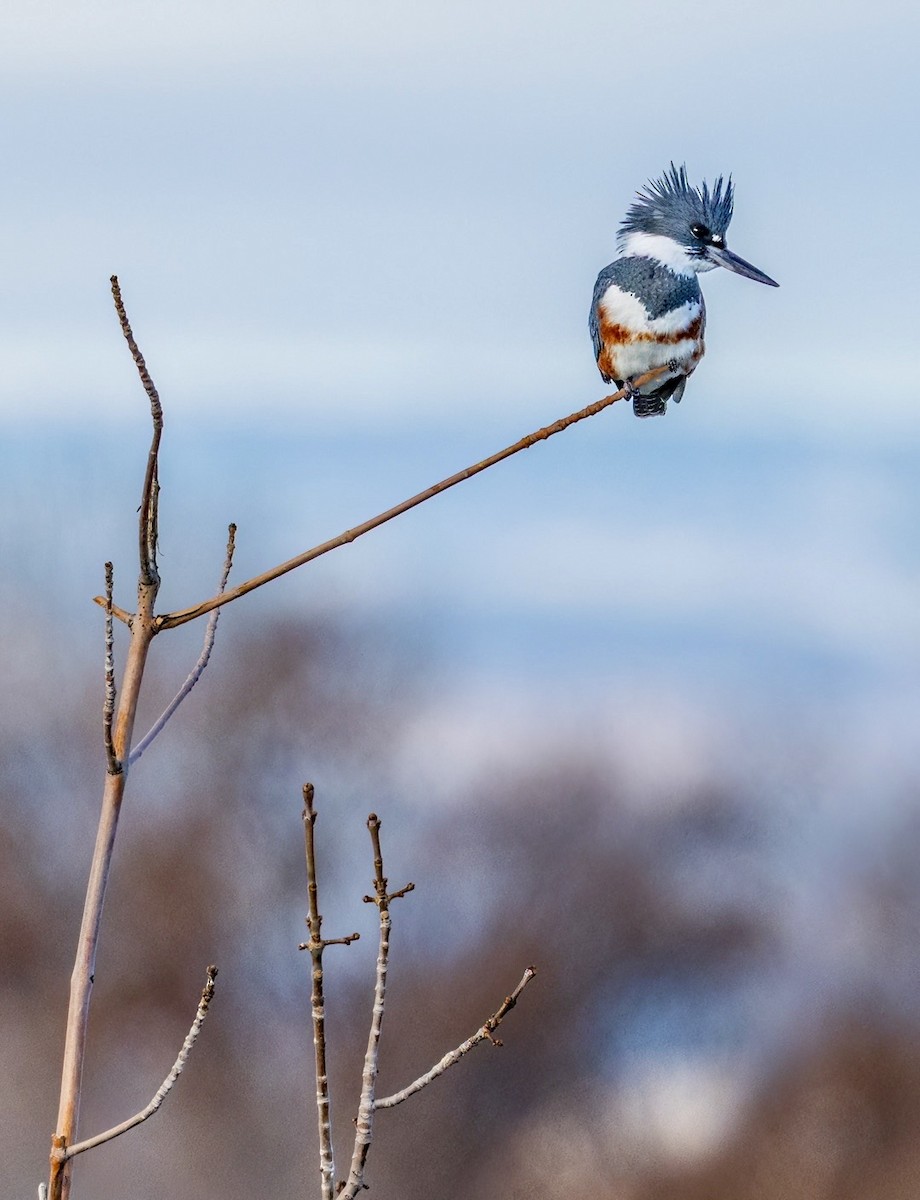 Belted Kingfisher - ML645584864