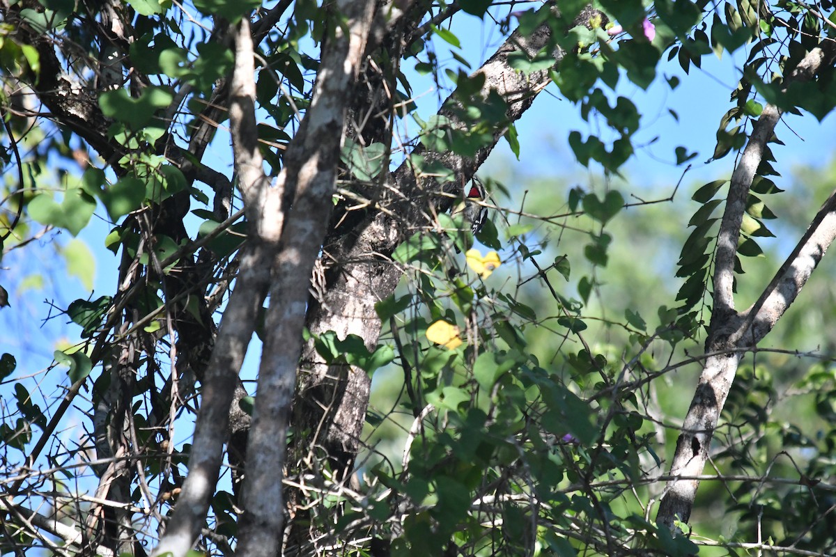 Gelbbauch-Saftlecker - ML645584871