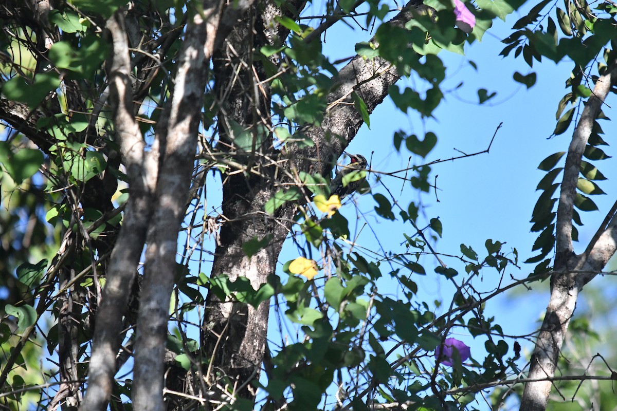 Gelbbauch-Saftlecker - ML645584872